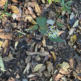 花ですね