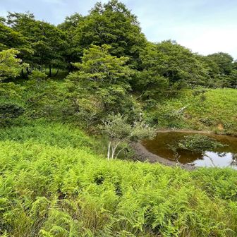 池の淵に大きな獣の足跡みたいなものが… まさかね