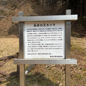 糸井の大カツラの説明