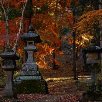 紅葉きれいでしたよ