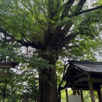 立派なイチョウの木🌲