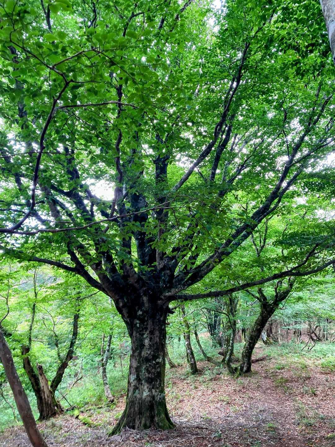 ブナの巨木あらわる❖