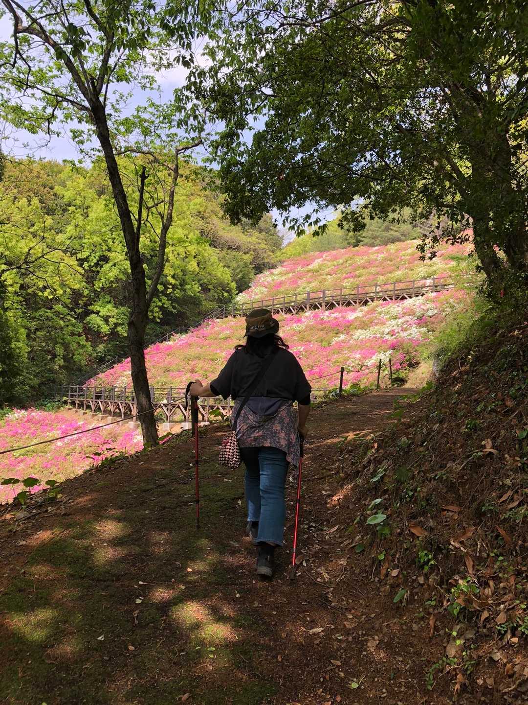 三瓶町にある隠れの里！ ツツジが咲くと本... / さわちゃんさんのモーメント | YAMAP / ヤマップ