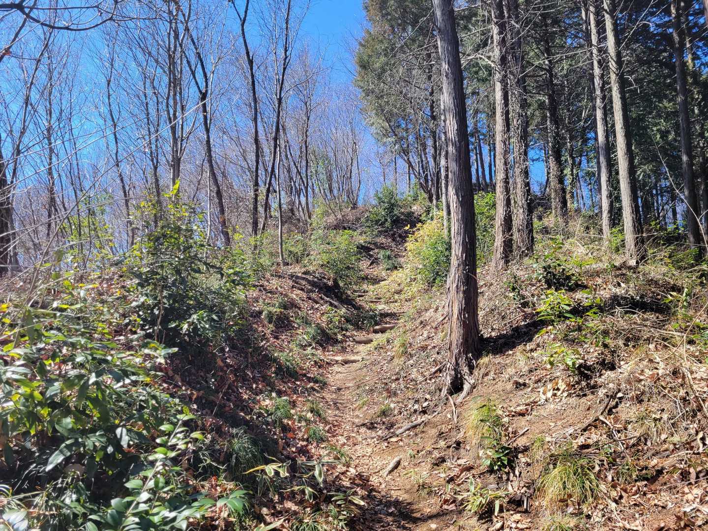 登山道に入りました🚶