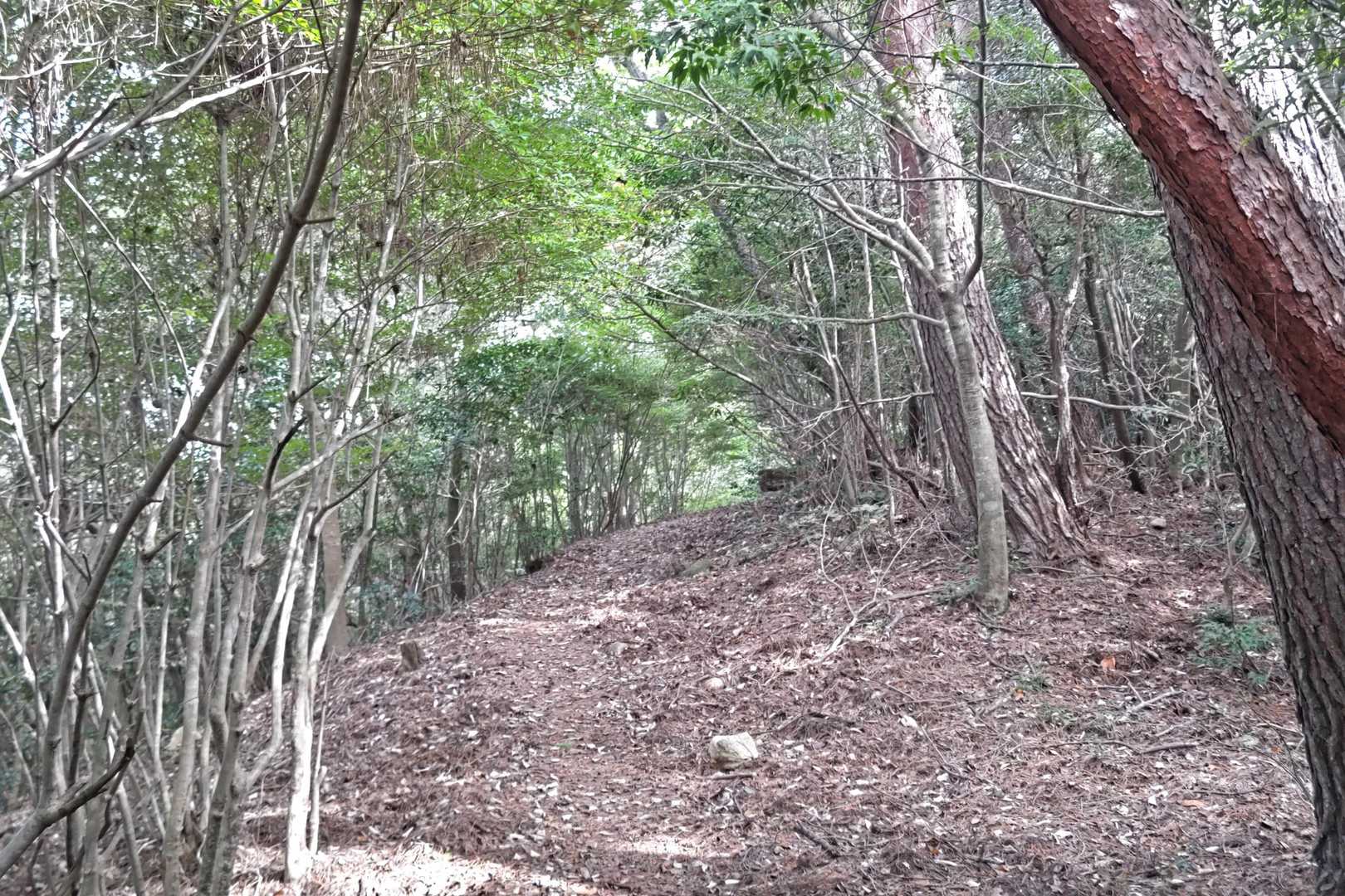 三本木山登山口-藤ヶ丸山-呉娑々宇山北峰-呉娑々宇山 往復コースの写真