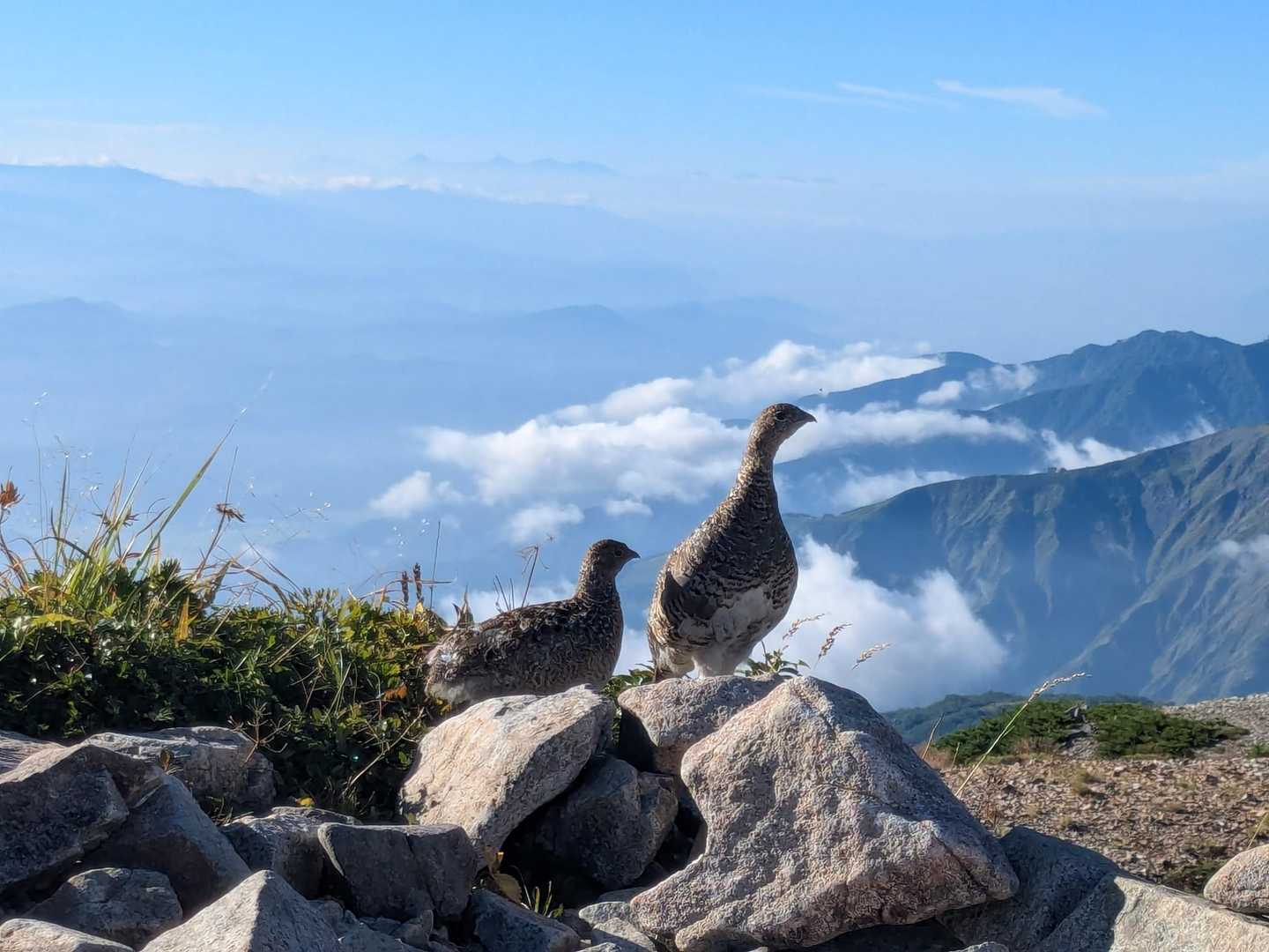 青空をバックに雷鳥親子