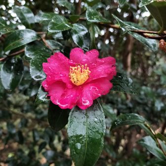 熊野古道 小辺路 椿が雨に濡れて綺麗✨