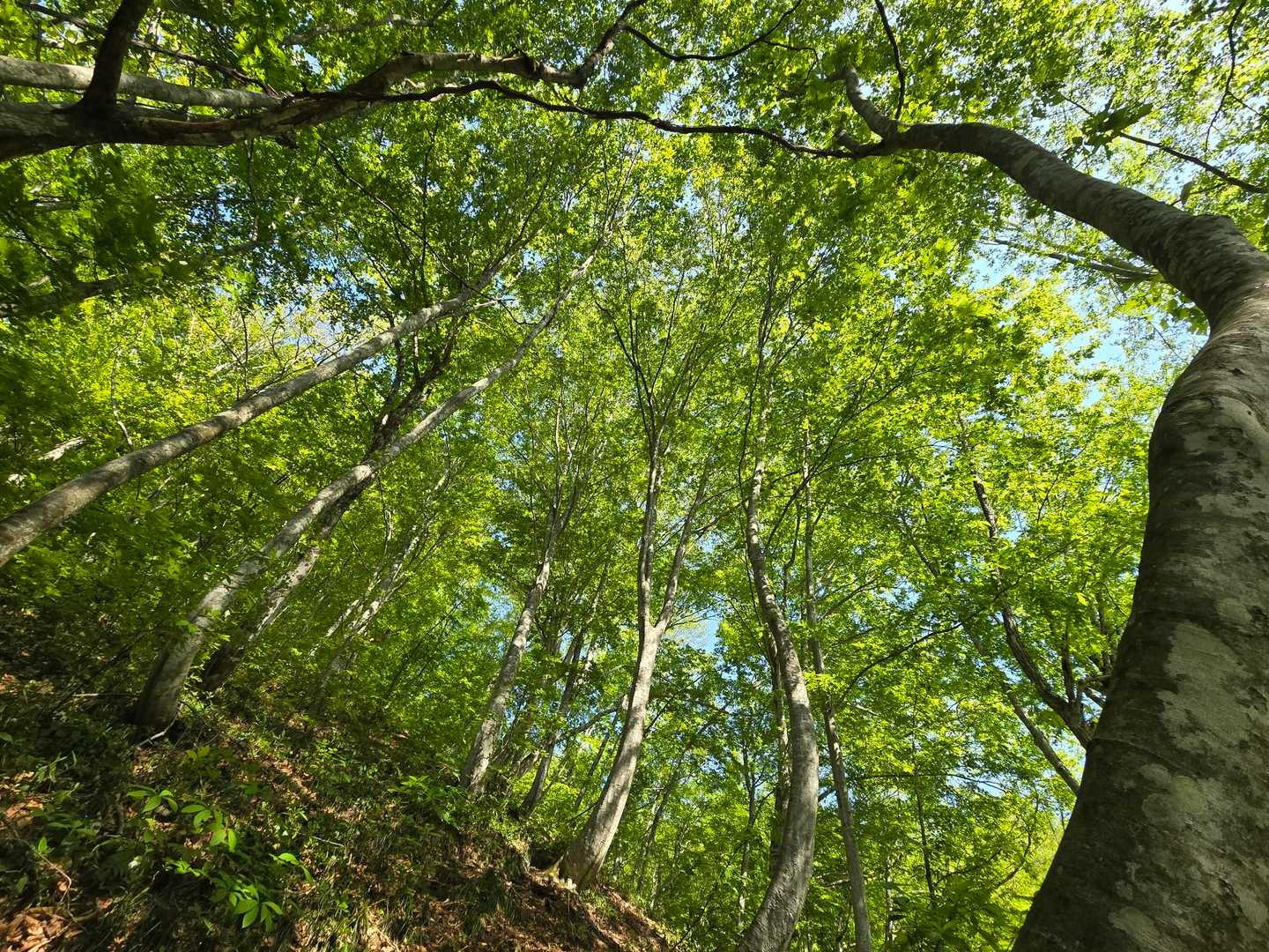 ずーっと急登続き
そして立派なブナの木がたくさんありました🌳