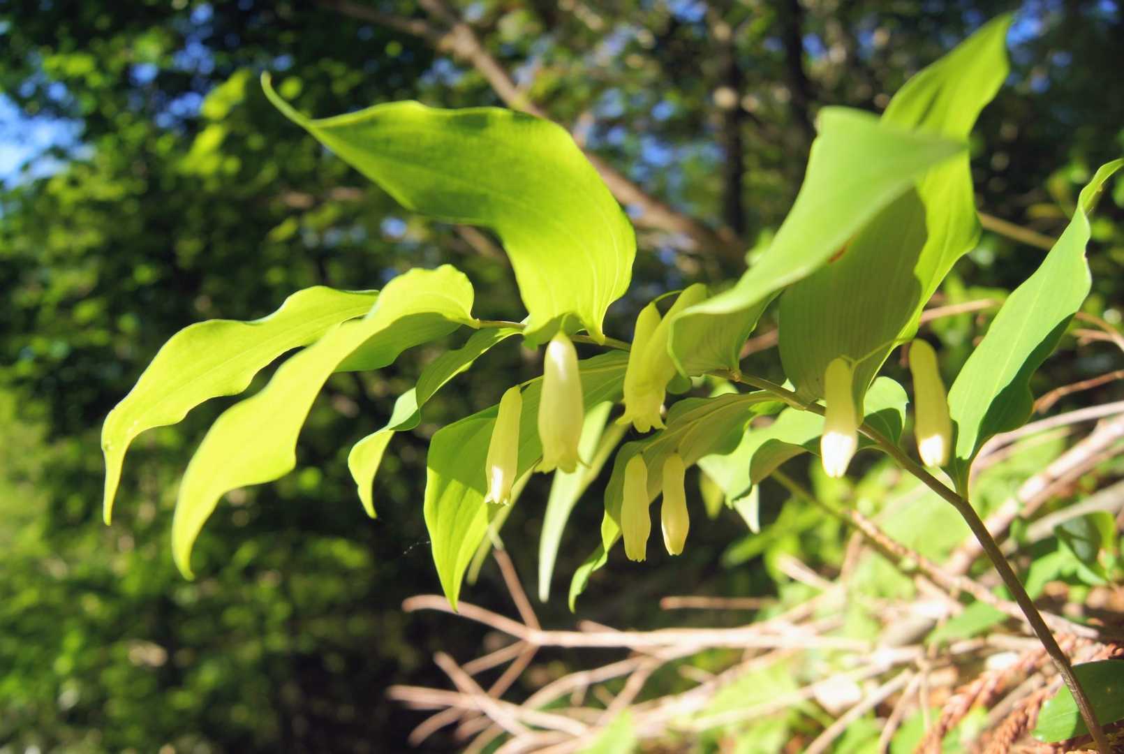 ちなみに登山道沿いで興味を惹かれる花と言えばせいぜいミヤマナルコユリくらいのもんですかね〜❓
もちろんササユリやコアジサイが見頃を迎えるには少なくともあと10日〜2週間ぐらいは日数がかかるでしょう😙✨️