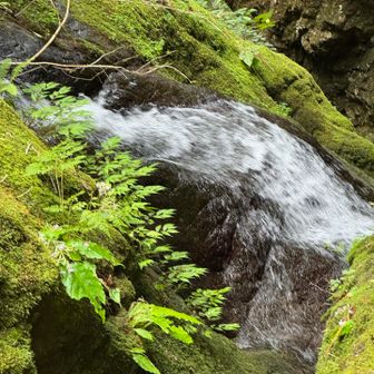 後で写真みたら、イワタバコらしきものも写っていた
