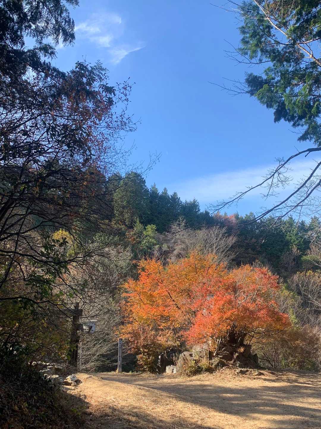 薄暗い山道を抜けるとコアブラツツジが
そこだけスポットライトを浴びるように
光輝いていました✨✨✨