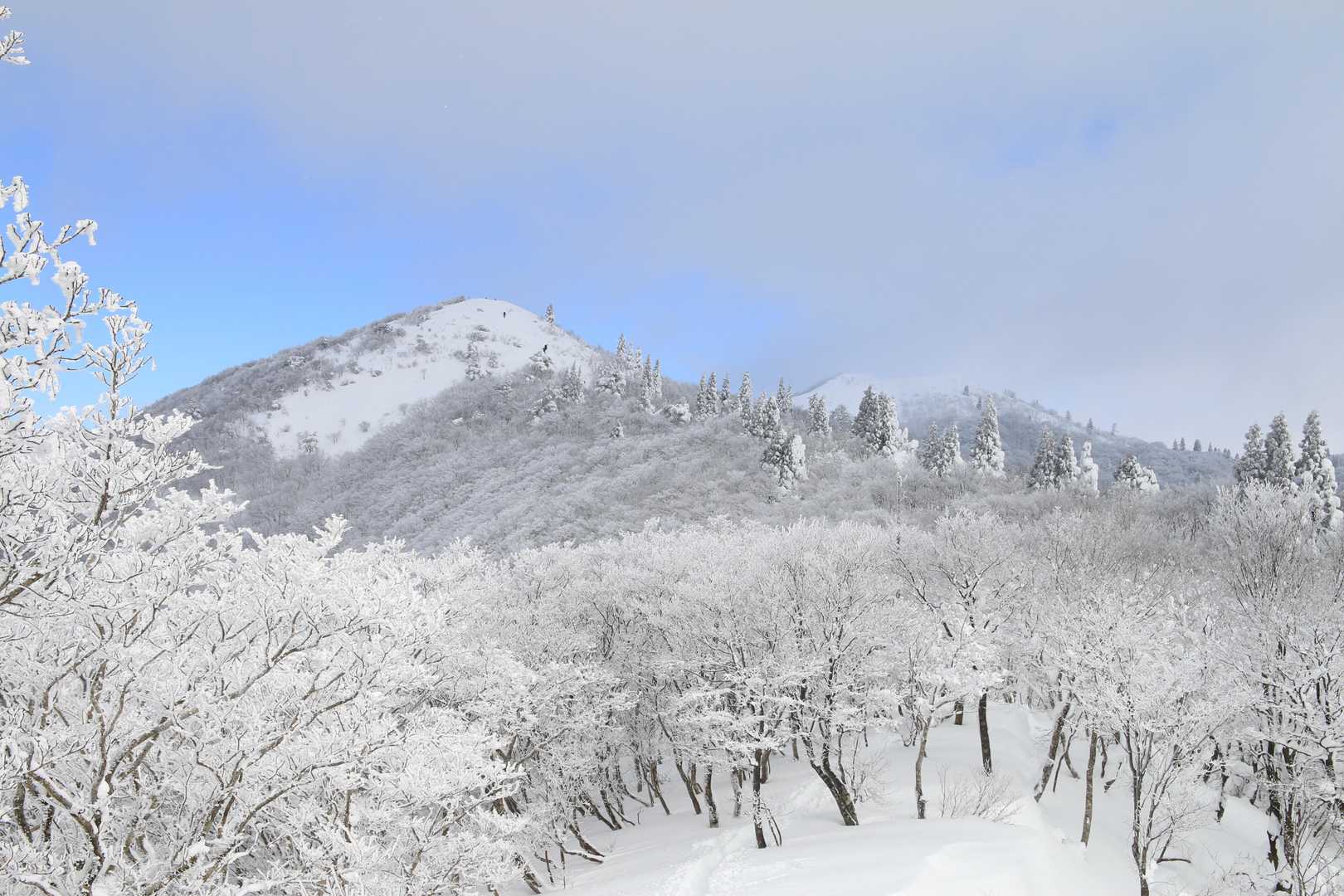 西南稜コース | 比良最高峰・武奈ヶ岳。美しいブナの森から琵琶湖の絶景パノラマへの写真