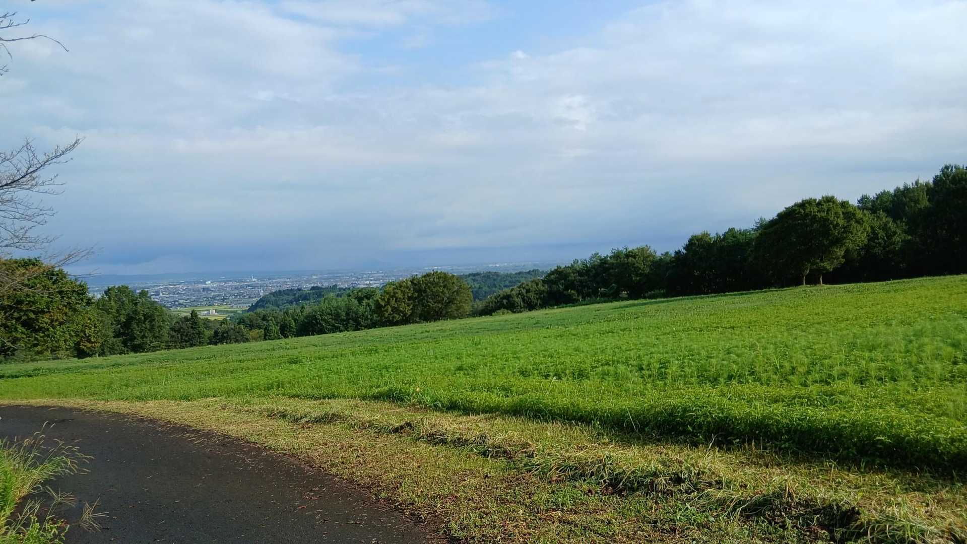 駐車場からコスモス畑の様子