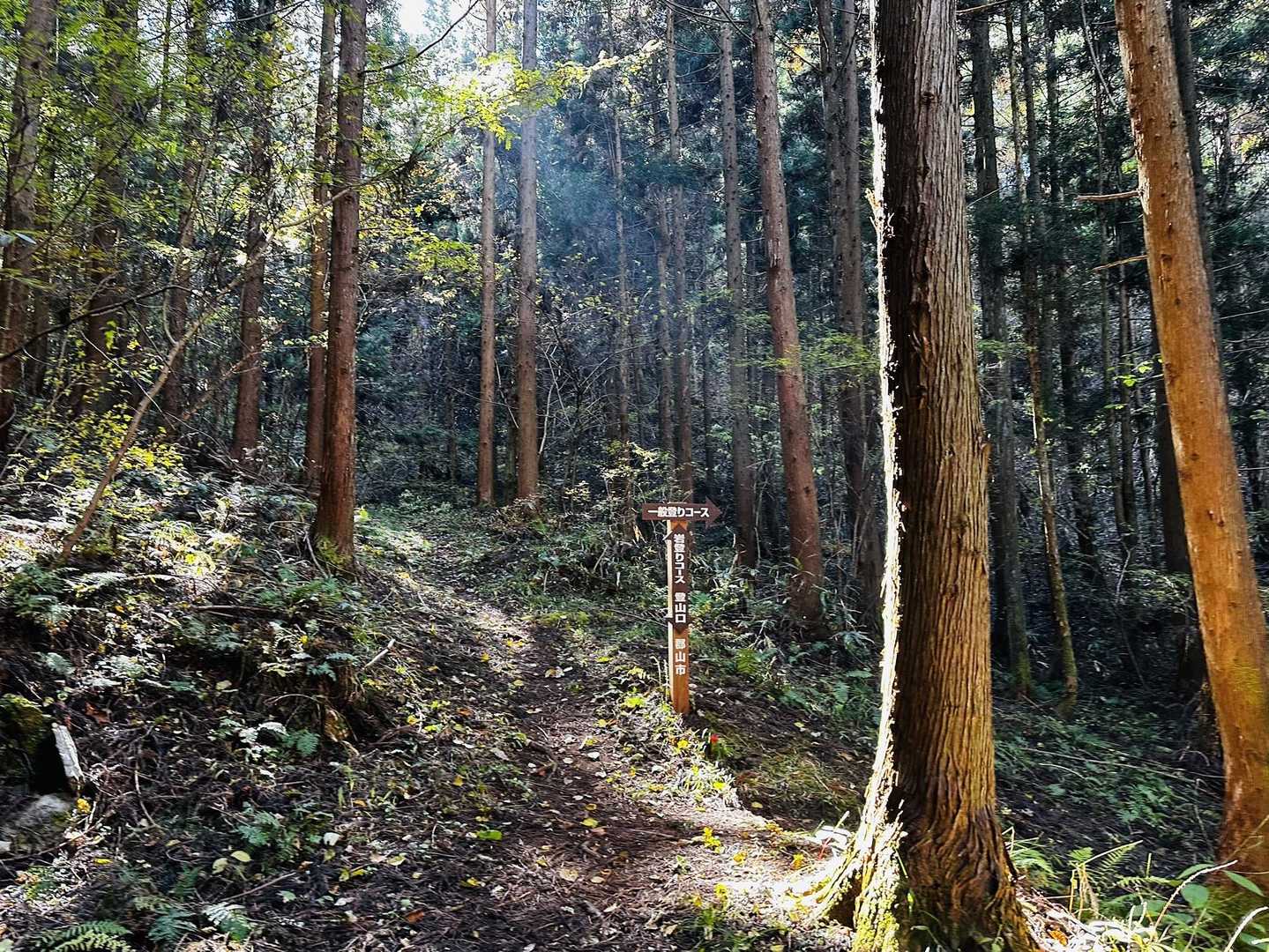 糠塚登山口-蓬田岳 往復コースの写真