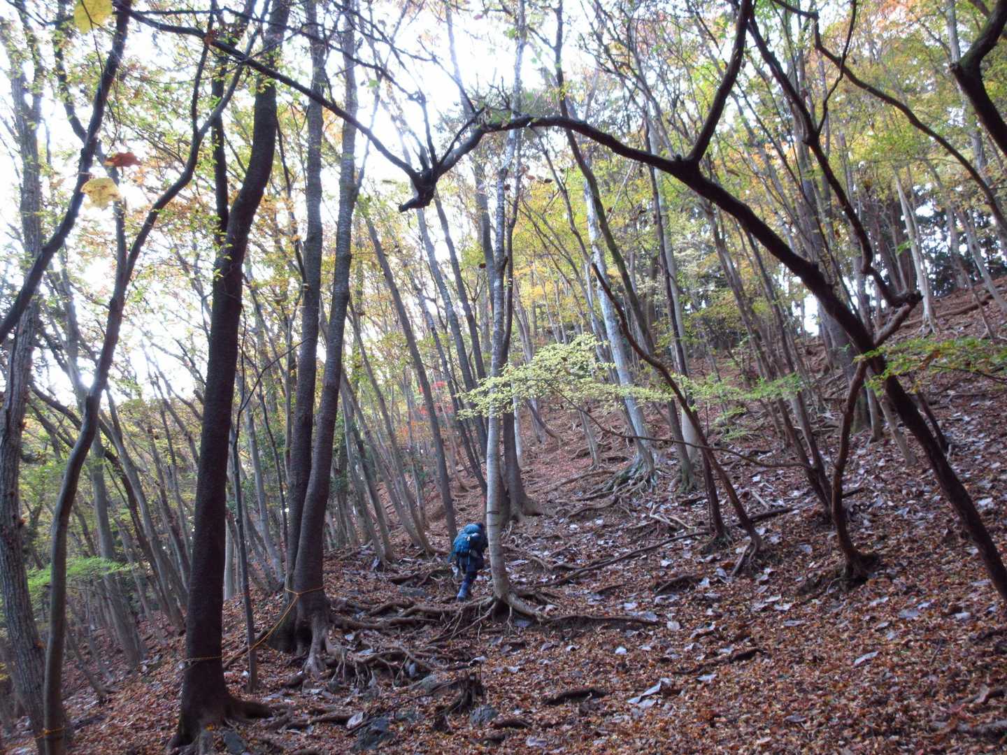 急登の登山道[休んでけ岩～尾根出合]
結構急です。