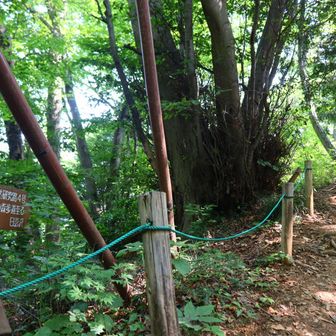 ここから、いろはの森へ。