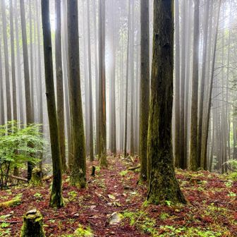 林道歩きかと思いきや、回り込む林道を突っ切る登山道に。
霧の杉林ってなんか神秘的。
