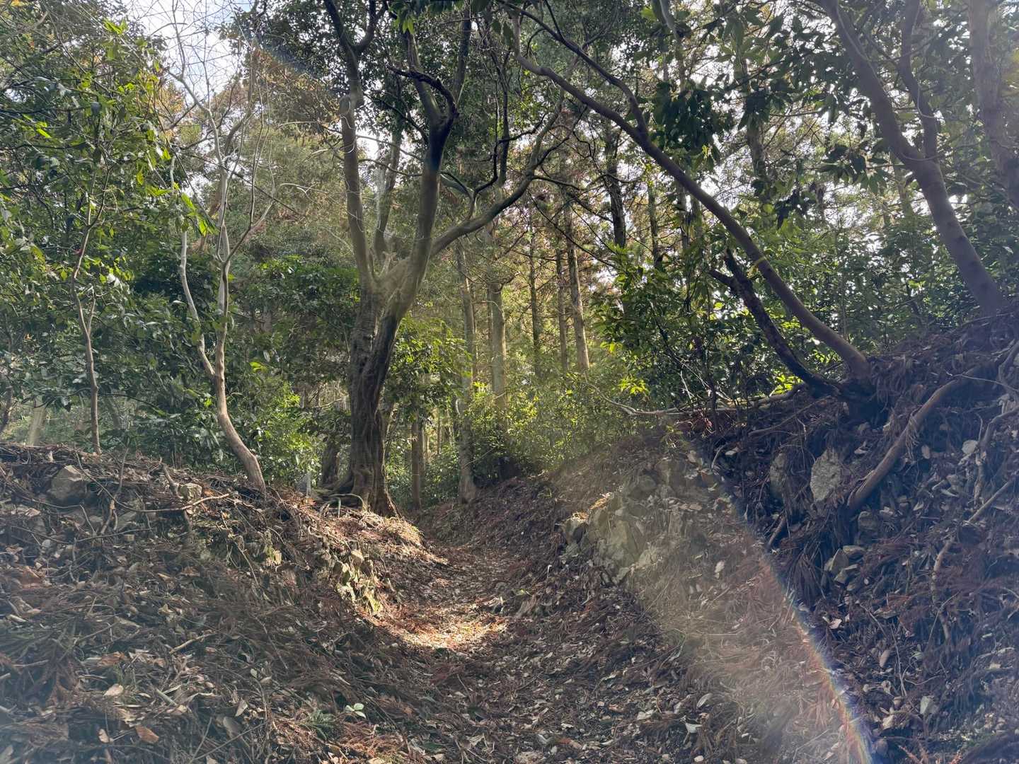 高縄山 往復コースの写真