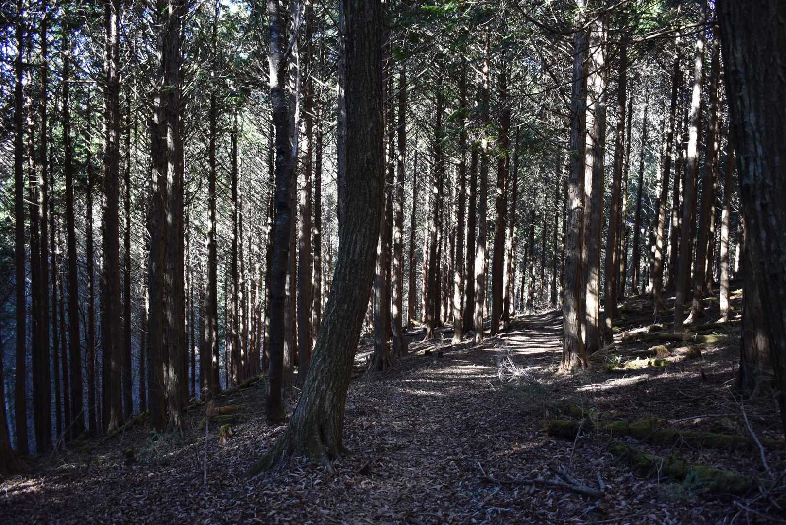 御坂山登山口-御坂峠-カネ山-御坂山-観音平山-旧御坂峠- 縦走コースの写真