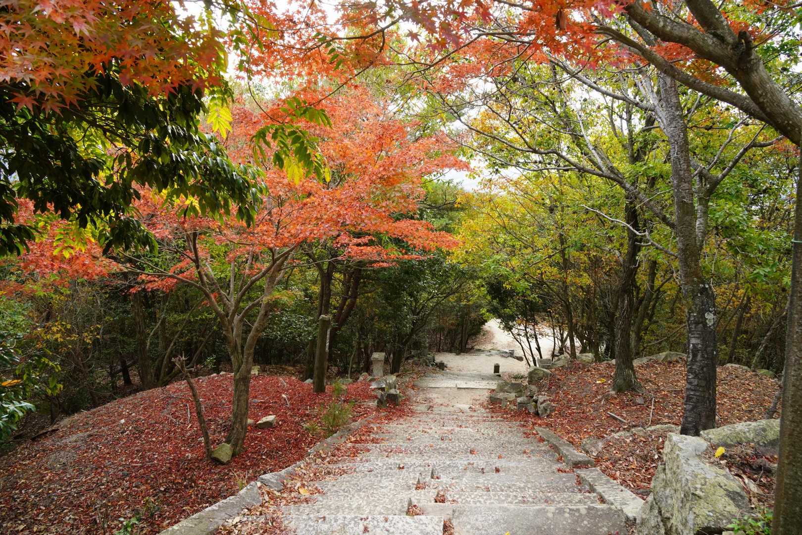 高尾山-呉娑々宇山 往復コースの写真