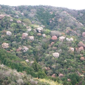 大海山西尾根　春の錦織
