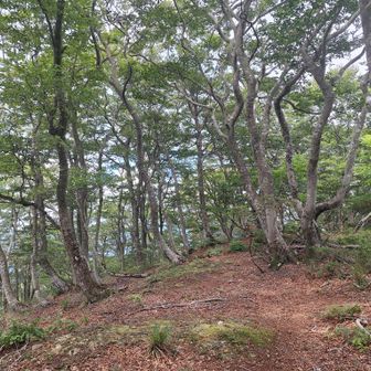 3座目【割谷の頭】登頂🙌