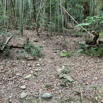 ここから下ってきました。