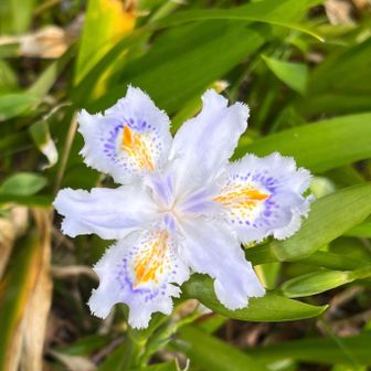 綺麗な花ですね