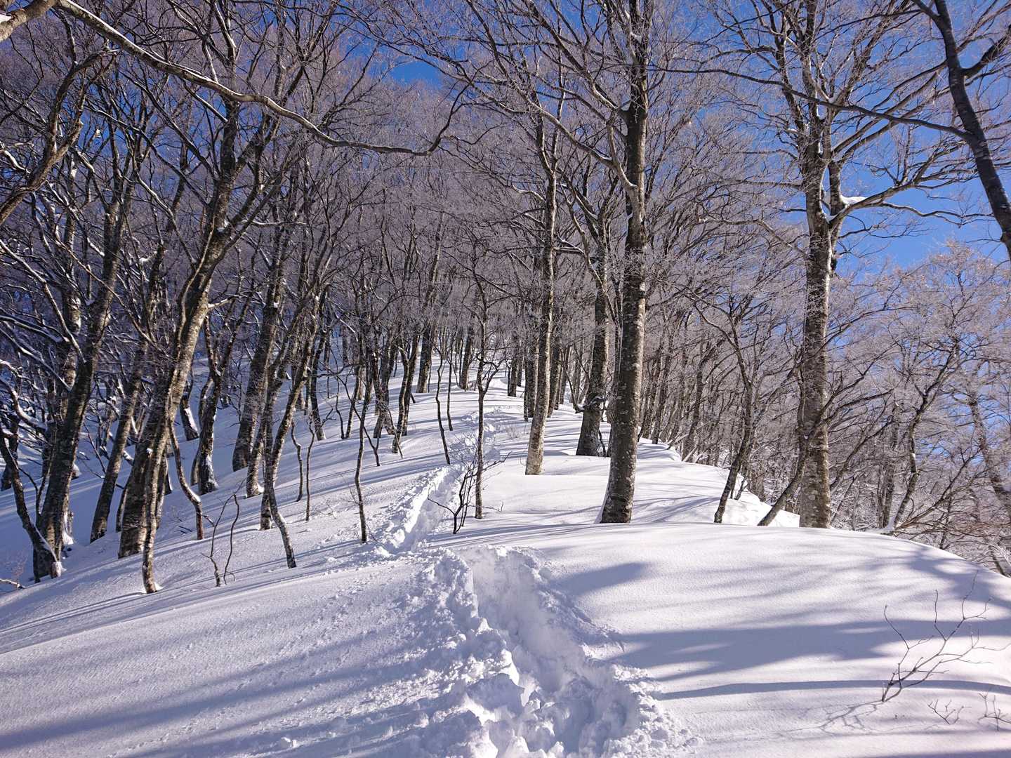 綺麗なブナ林🌳

尾根に取りついたらトレースがありました誰かが下山されたようです⤵️
ありがたい