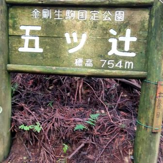 七合目まで来たけど、岩湧寺まで降りる