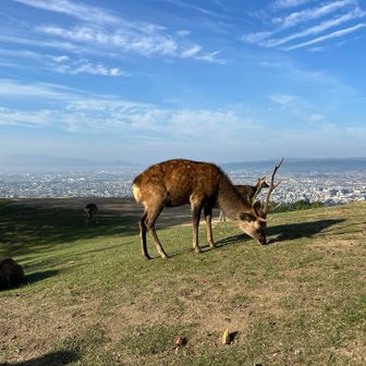 芝を食べる鹿さん