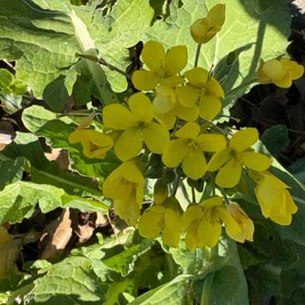 菜の花
もう咲き始めました