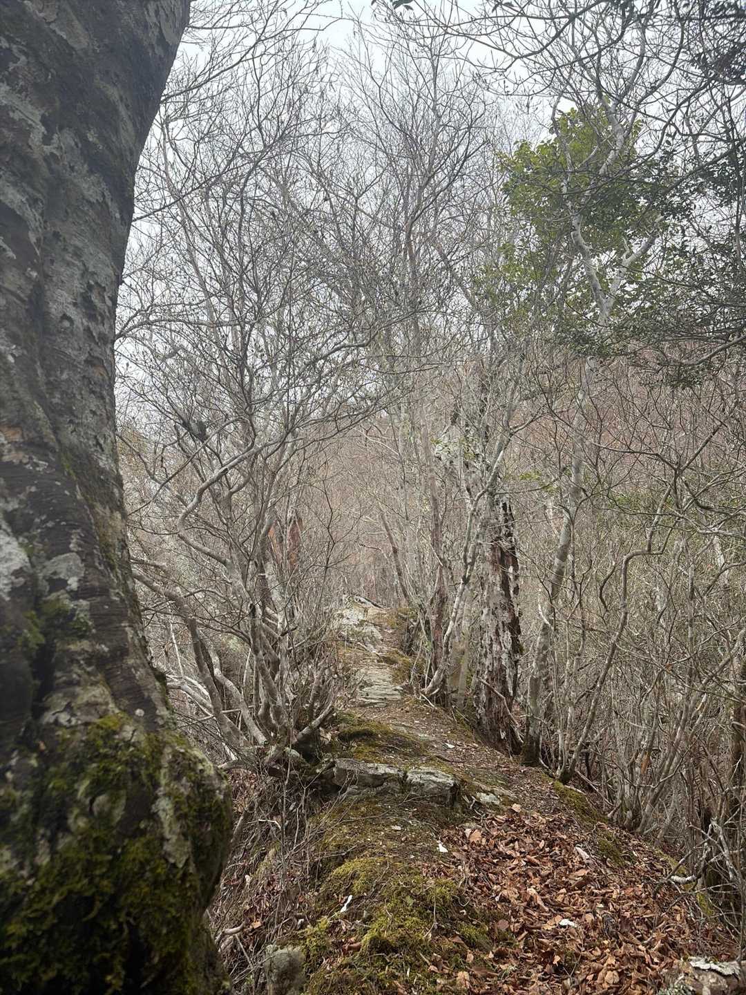 木のトンネル