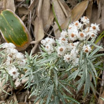 ホソバノヤマハハコ

花びら触ってみるとドライフラワーみたい