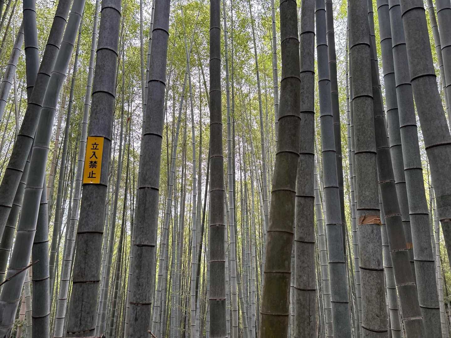 酒解神社-天王山 往復コースの写真