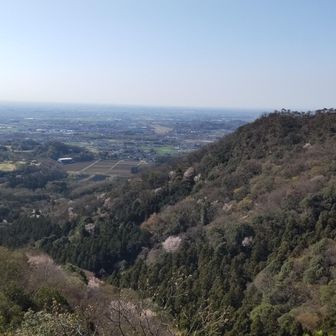 高松下部の白いのは山桜