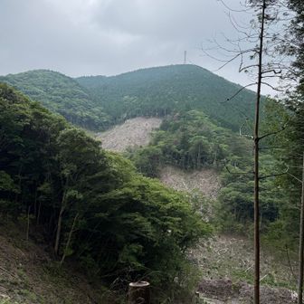 伐採地の向こうに今から行くショウゲン山