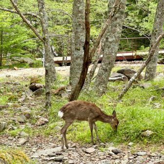 途中シカ🦌に遭遇　熊には会いませんでした