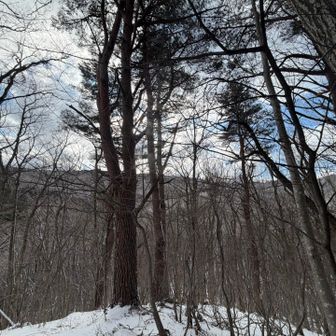期が邪魔で見えないけど、さっきまでいた階上岳🫡
降りる時あっという間は低山あるある😅