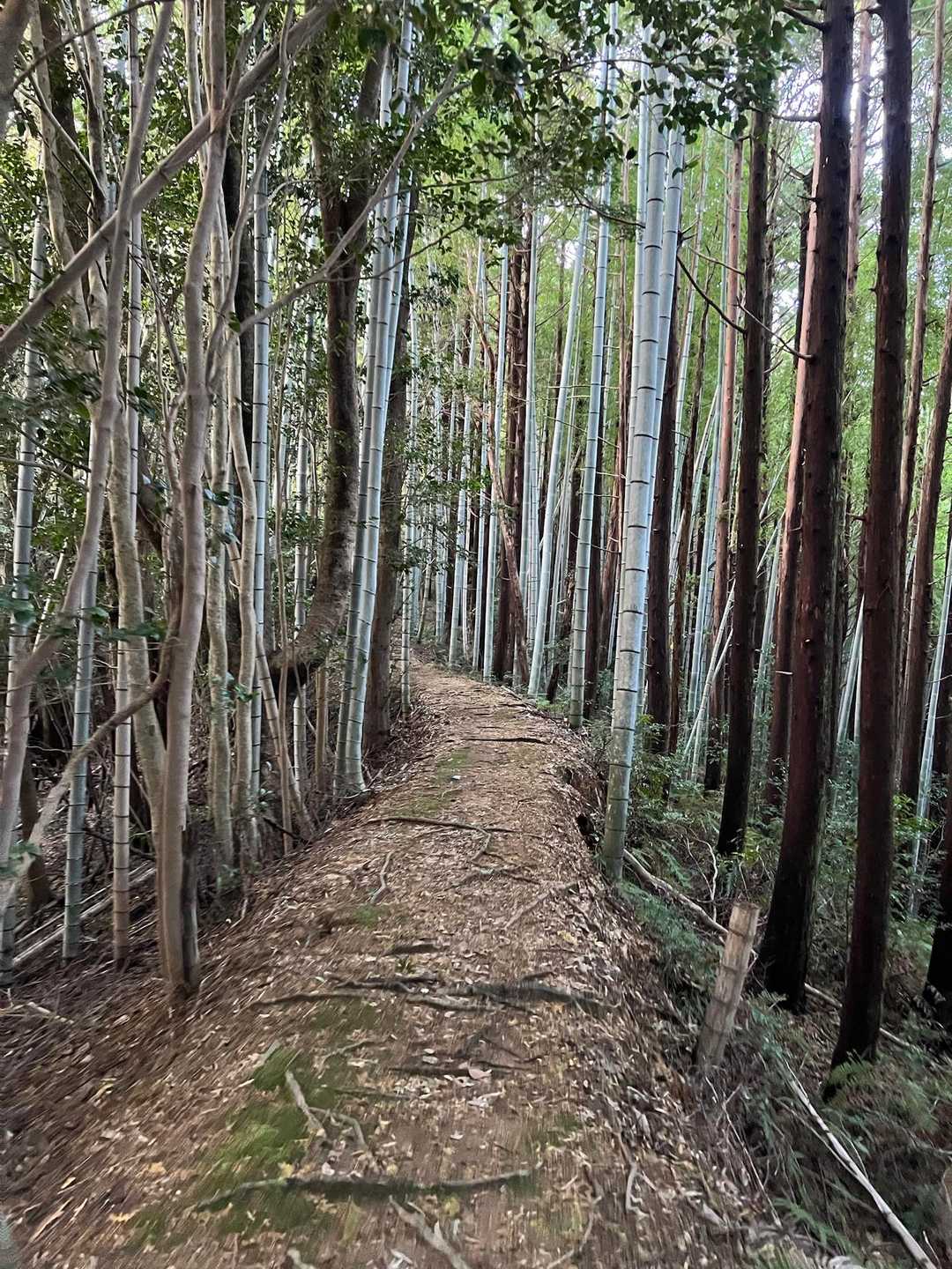 気持ちいい道✨