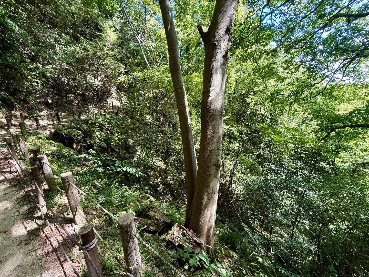 国見山登り口-交野山登り口-交野山 往復コースの写真