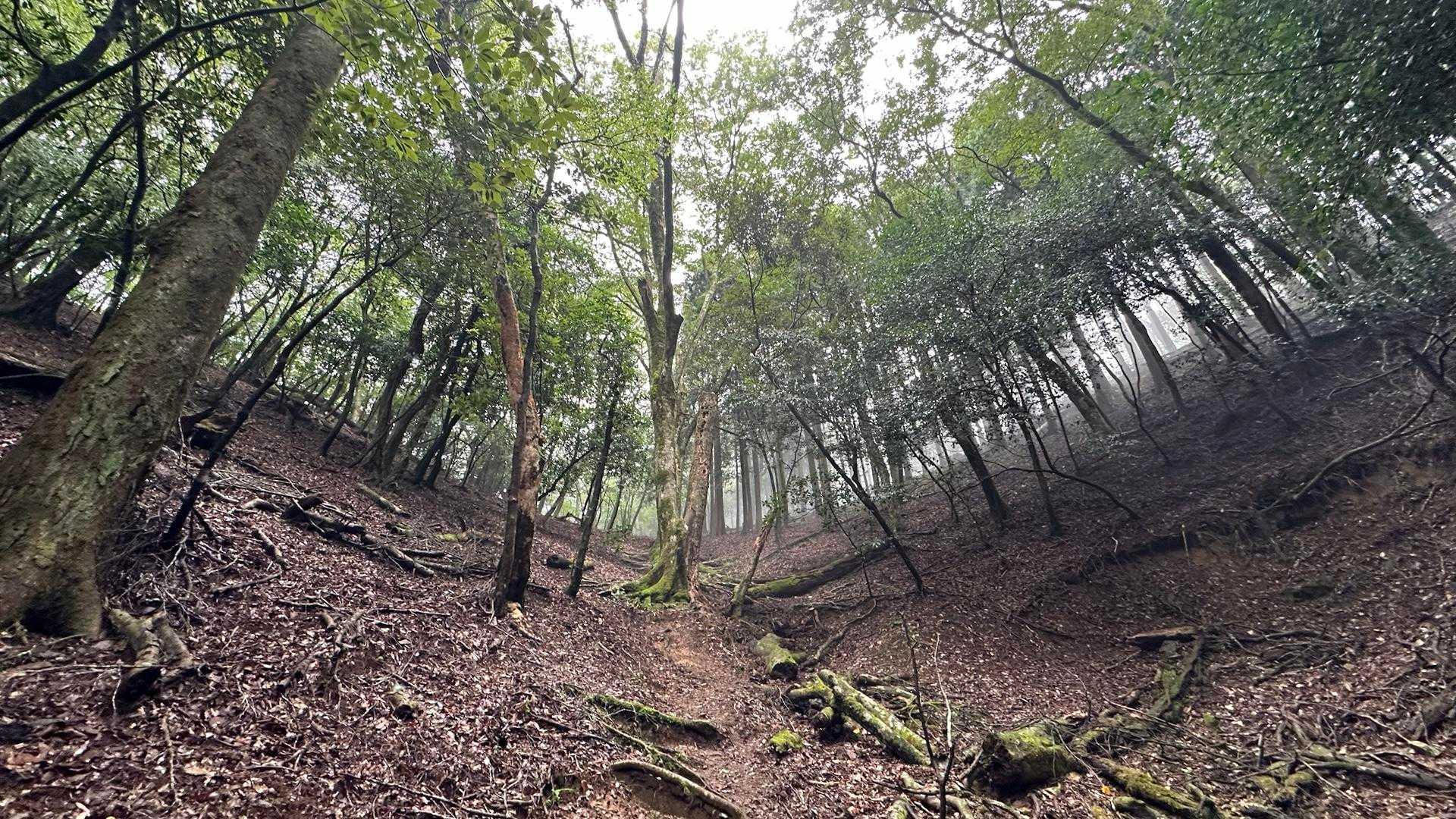 古処山 周回コースの写真