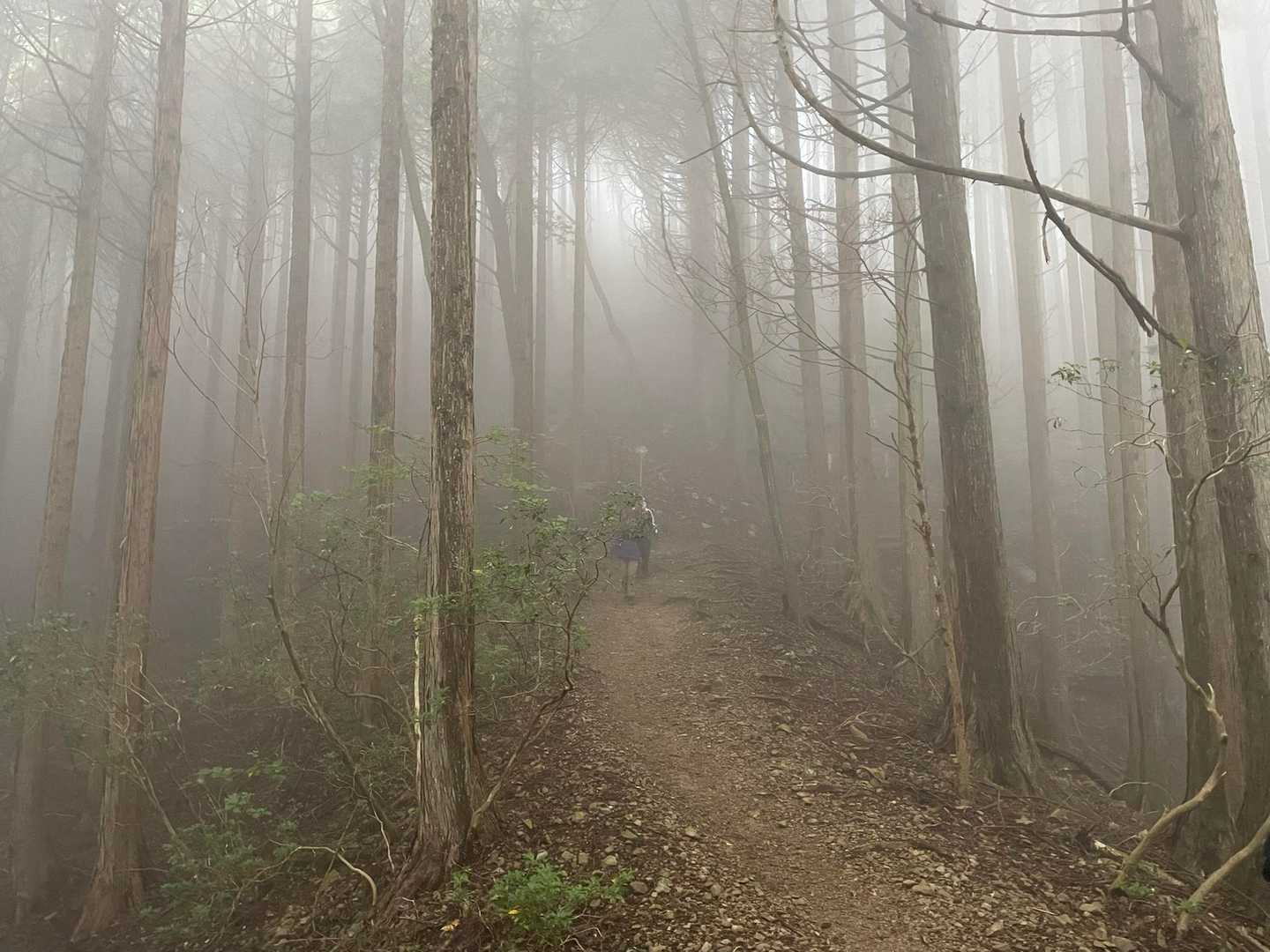 鳩ノ巣駅-大根ノ山ノ神-川苔山 往復コースの写真