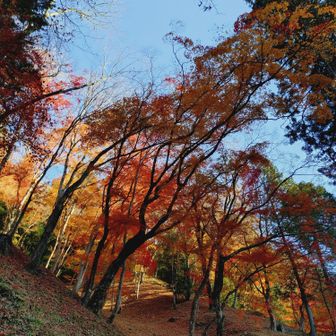 ライトアップ前の香嵐渓