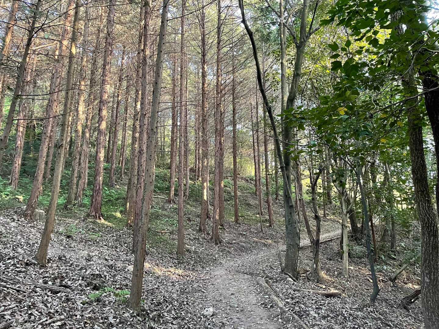 森の道は大分薄暗かった〜けどここまで抜けるとまだまだ気持ちのいい西陽が。
日が短くなったよ〜:(´◦ω◦｀):