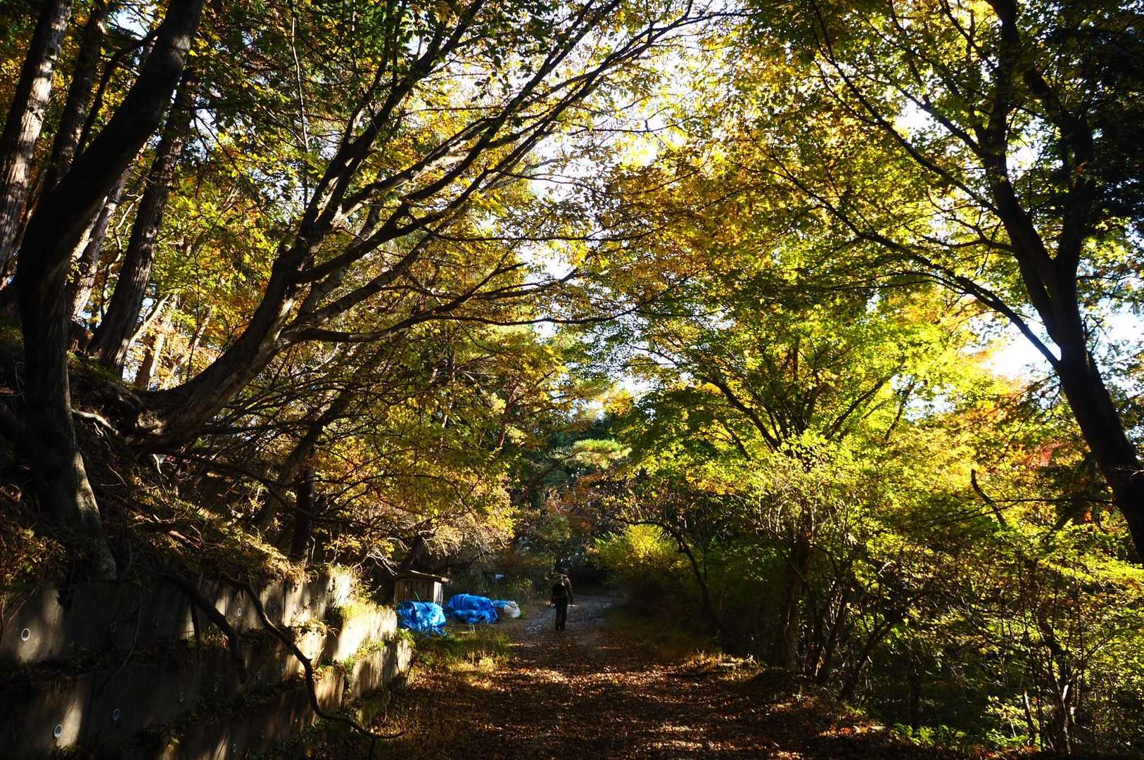 朝日が当たってきれい。