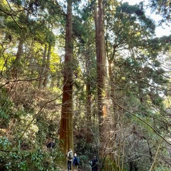 とても立派ですね🌲