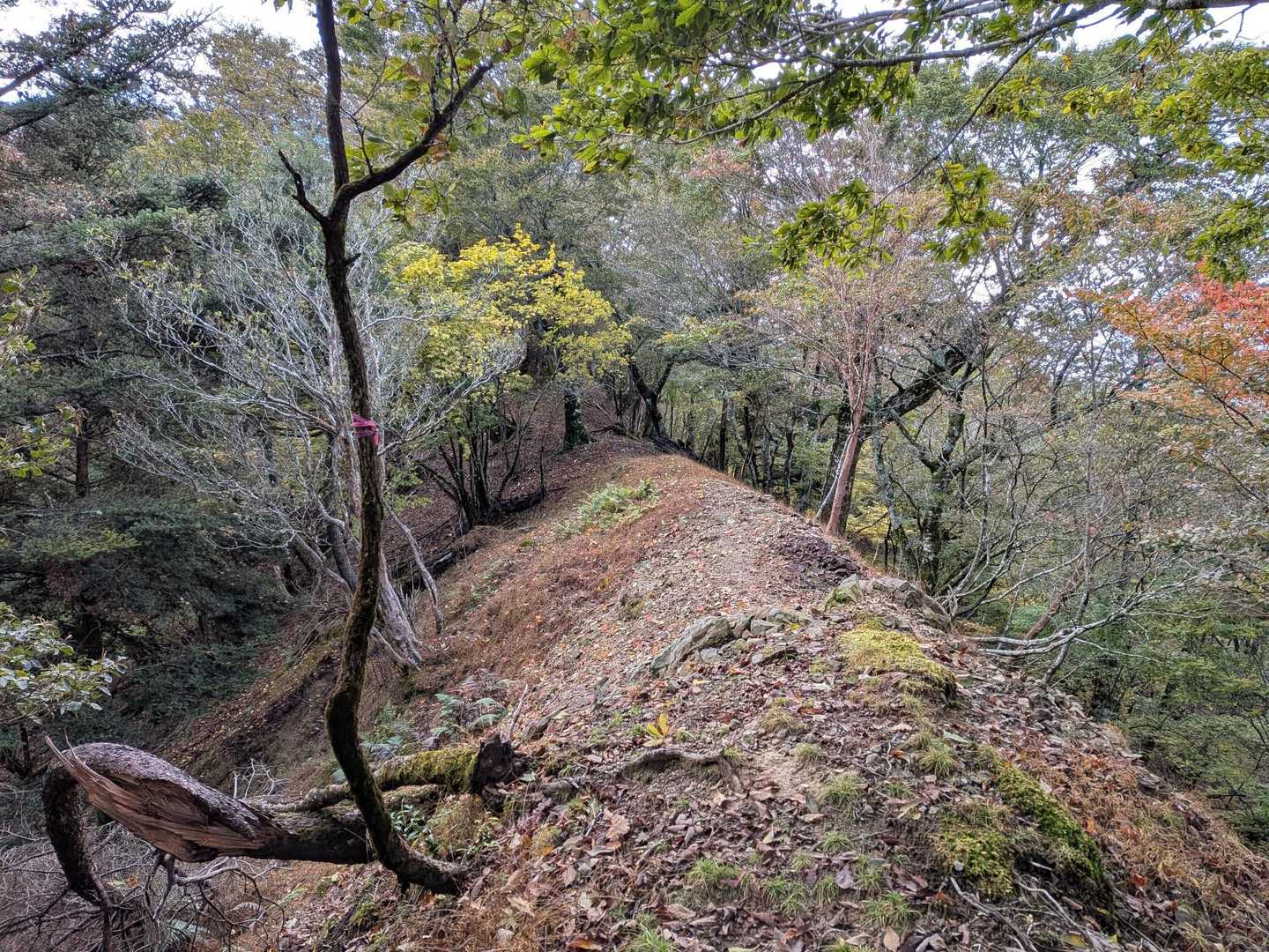 上福根山登山口-烏ヶ原山-上福根山 往復コースの写真