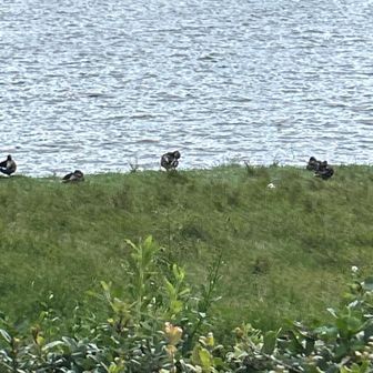 マガモ🦆