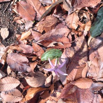 カタクリ　
春ですねぇ